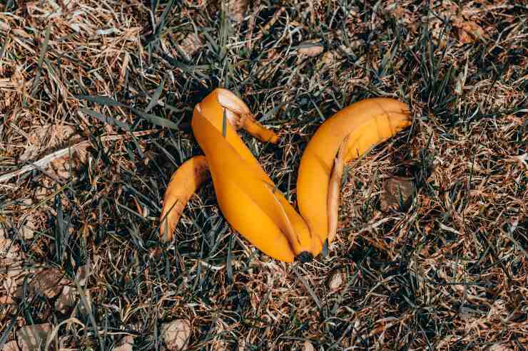 bucce banana compost