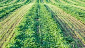 Una potente erba di campo