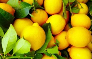 Limoni come tagliarli nel modo giusto