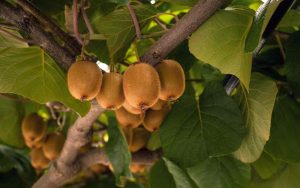 Da dove derivano i kiwi che mangiamo?